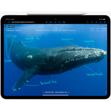 Apple 11-inch iPad Pro (M4) WiFi 2TB with Standard glass - Silver